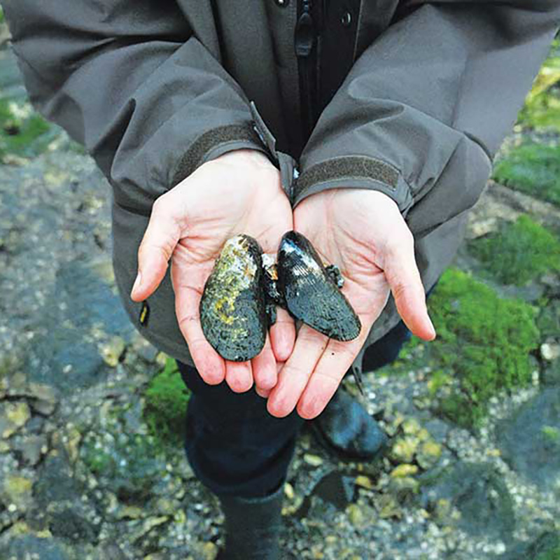 two hands holding mussels in the tidepools
