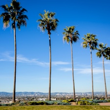 palm trees on the LMU bluff