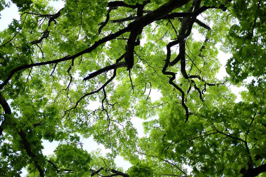 Center for Urban Resilience