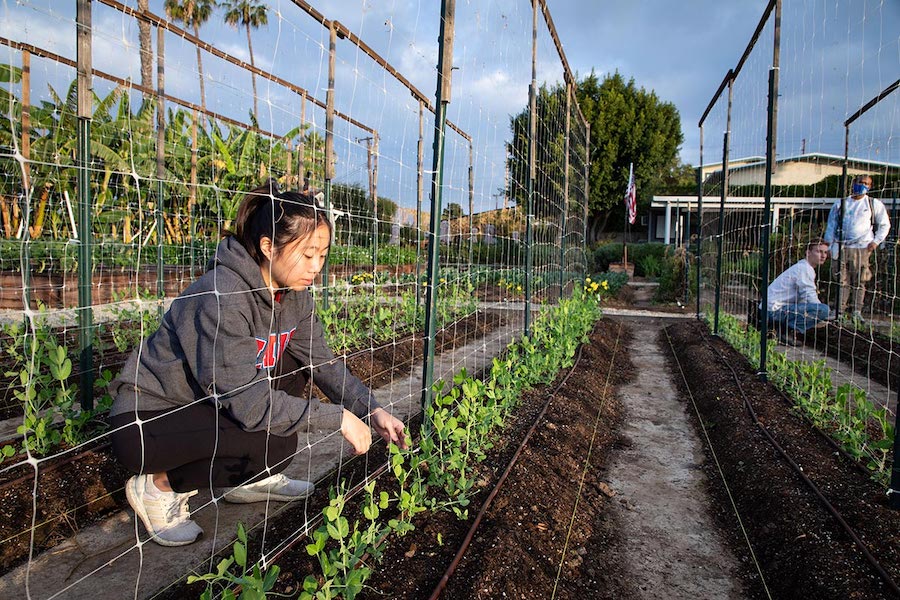 A student working in an LMU garden.