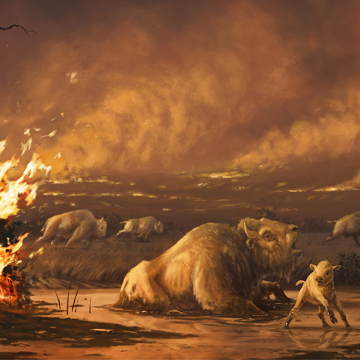 Extinction of Southern California Megafauna study from LMU about a Result of Climate Change, Humans, Fire.