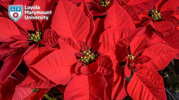 Close up view of pointsettia flowers