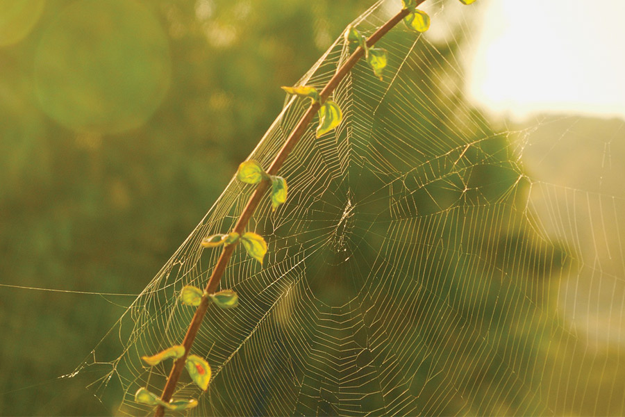 Spider Silk on a branch