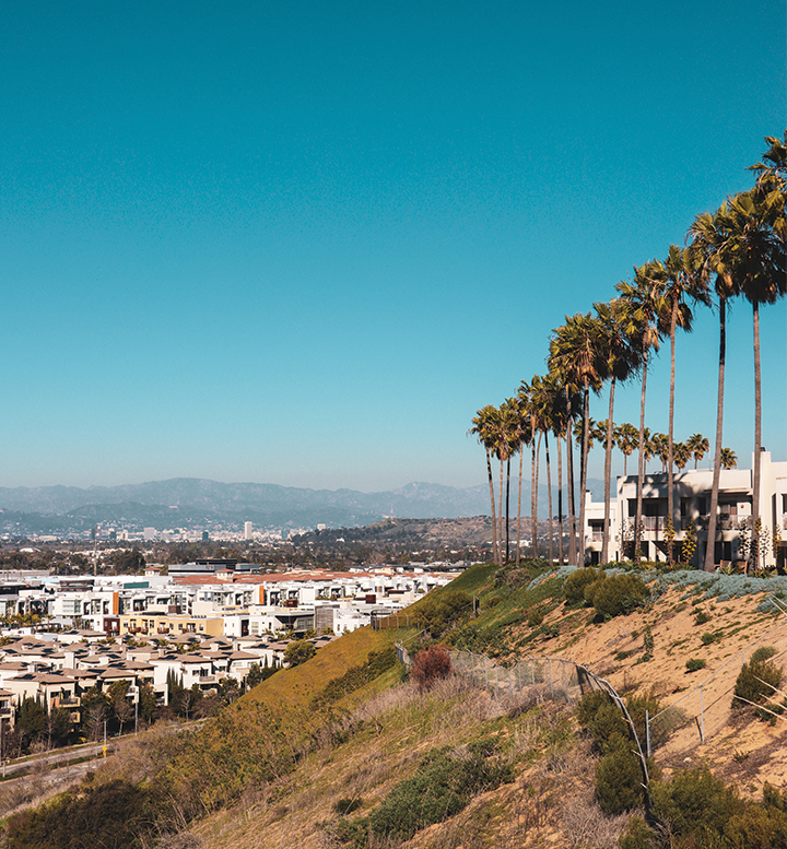 LMU's Bluff with Palm trees