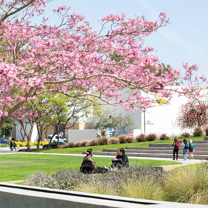 Pink blossoming tree at LMU with students talking underneath it